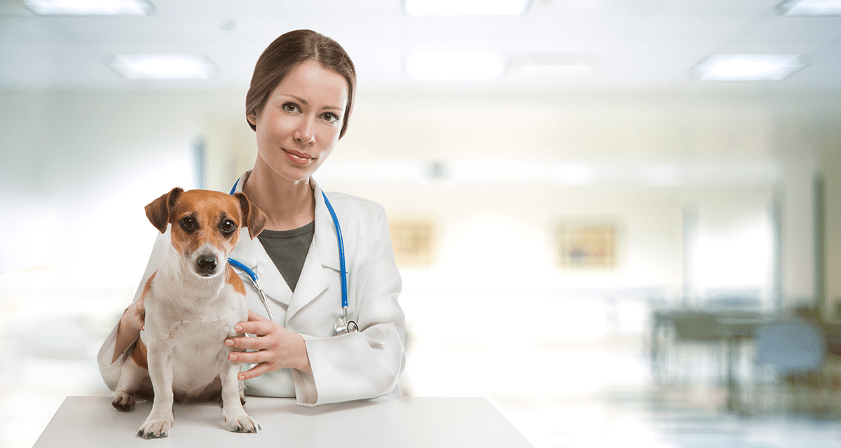 DOG CARE – Pond Mills Animal Hospital London, Ontario